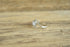 Inlay Stripe Ring - Size 7